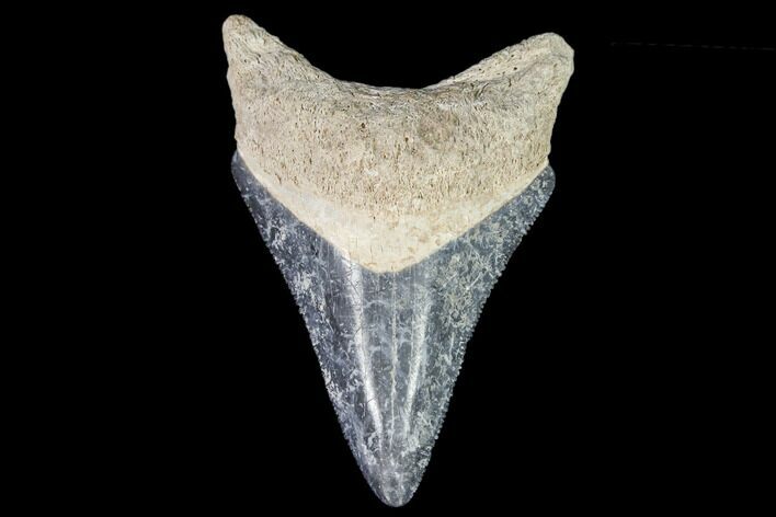 Serrated, Fossil Megalodon Tooth - Florida #110440